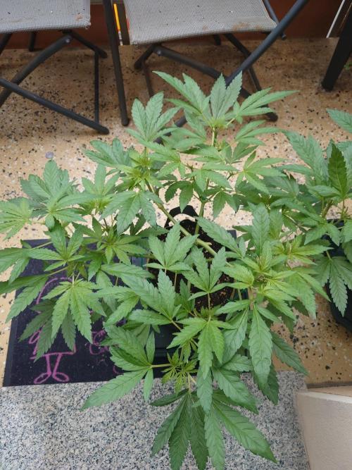 Watermelon - Out and In. Week 7