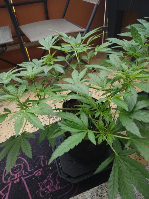 Watermelon - Out and In. Week 7