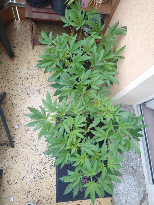 Radical Juice - Out and In. Week 7