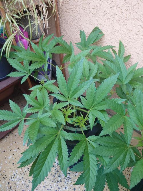 Radical Juice - Out and In. Week 7