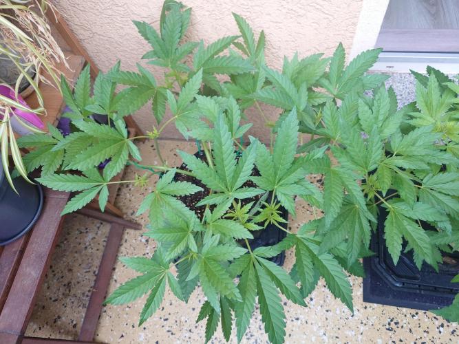 Radical Juice - Out and In. Week 7