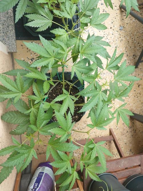 Radical Juice - Out and In. Week 7