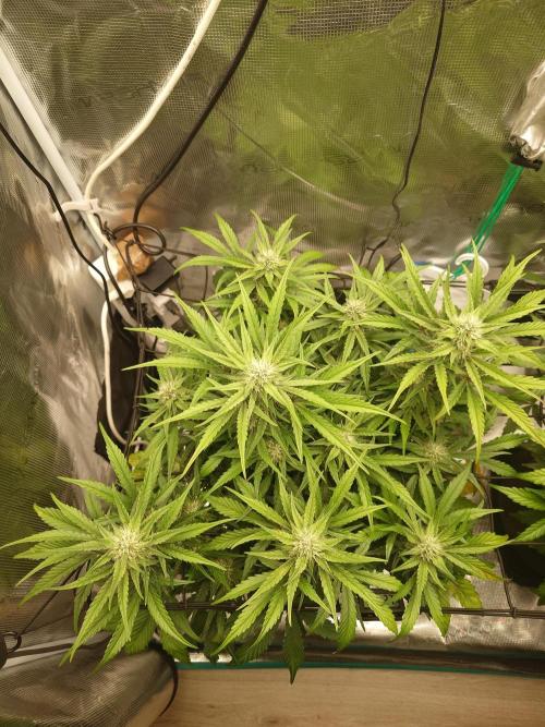 Guava Runtz - Indoor. Week 7