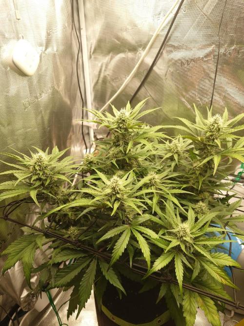 Guava Runtz - Indoor. Week 7