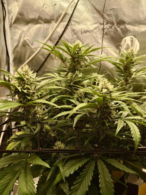 Guava Runtz - Indoor. Week 7