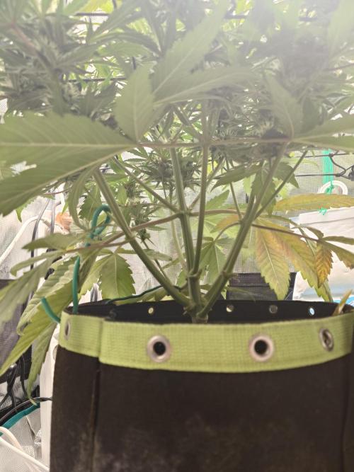 Guava Runtz - Indoor. Week 7