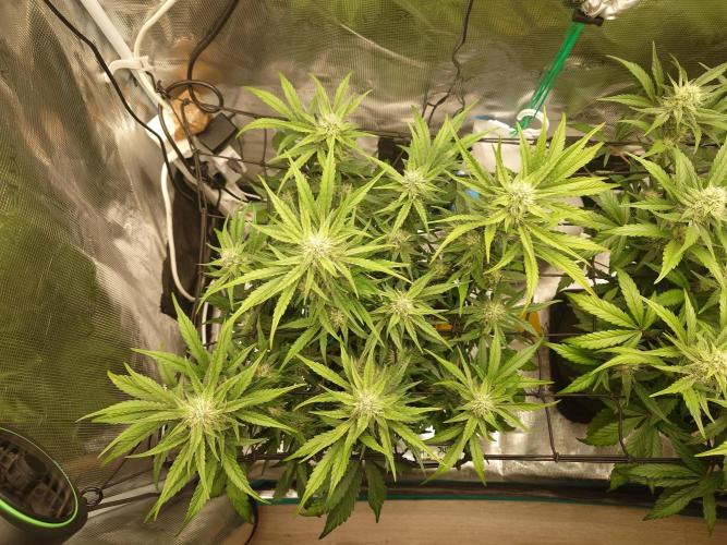 Guava Runtz - Indoor. Week 7