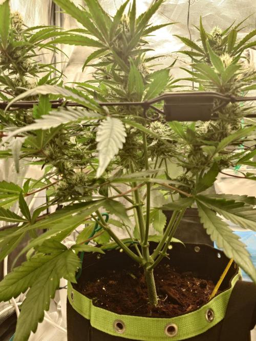 Guava Runtz - Indoor. Week 7