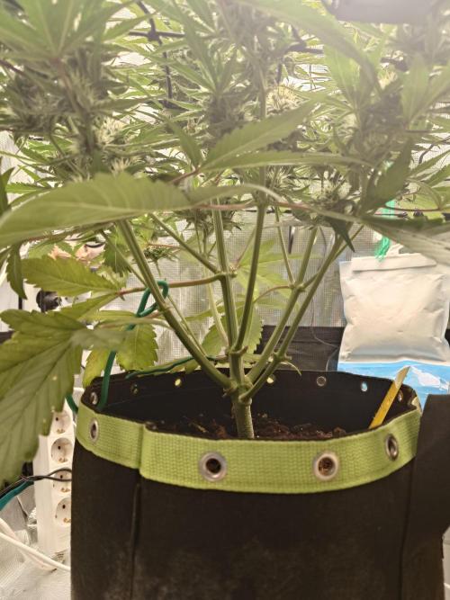 Guava Runtz - Indoor. Week 7
