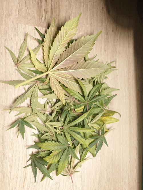 Guava Runtz - Indoor. Week 7