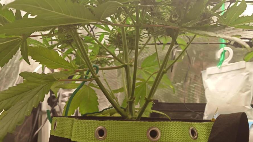 Guava Runtz - Indoor