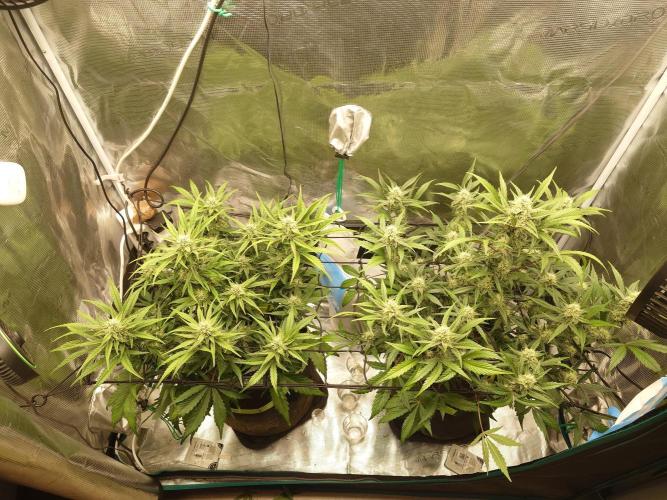 Guava Sundae - Indoor Grow. Week 7
