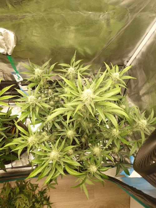 Guava Sundae - Indoor Grow. Week 7