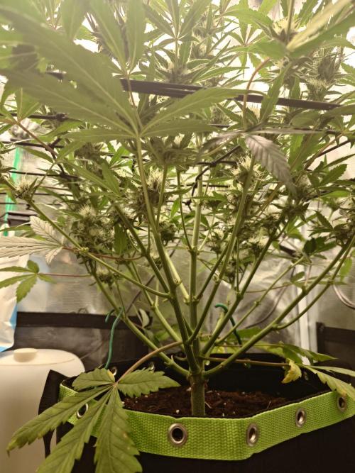 Guava Sundae - Indoor Grow. Week 7