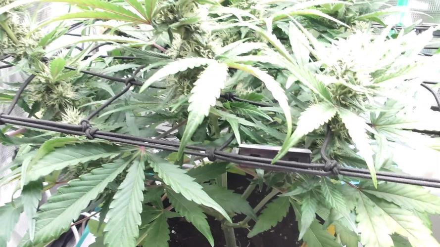 Guava Sundae - Indoor Grow