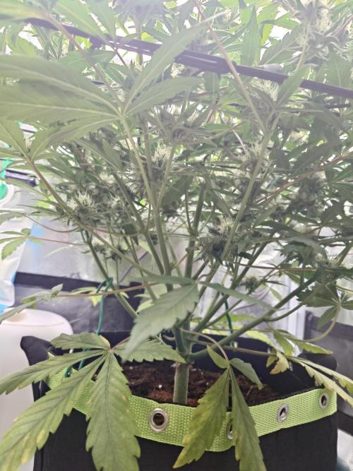 Guava Sundae - Indoor Grow. Week 7