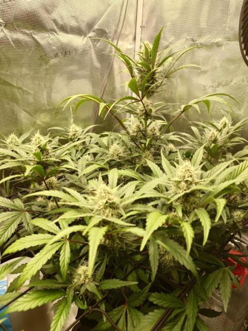 Guava Sundae - Indoor Grow. Week 7