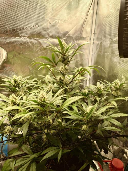 Guava Sundae - Indoor Grow. Week 7