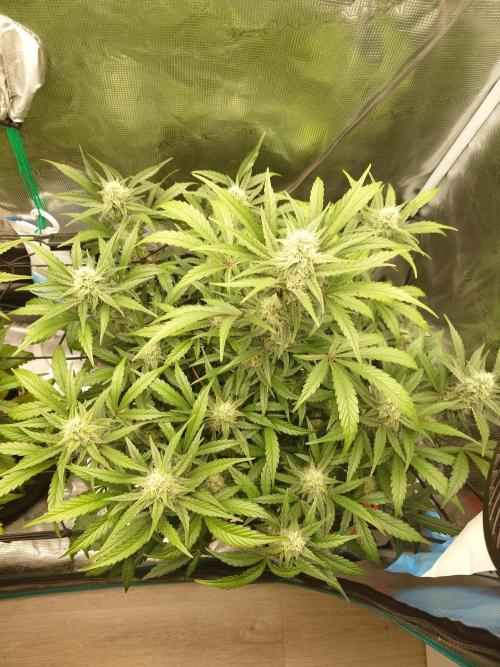 Guava Sundae - Indoor Grow. Week 7