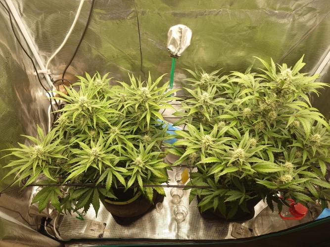 Growmix. Week 7