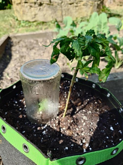 Granny´s Outdoor #1 - FB + Applestrudel. Week 12
