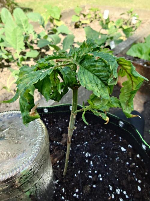 Granny´s Outdoor #1 - FB + Applestrudel. Week 12
