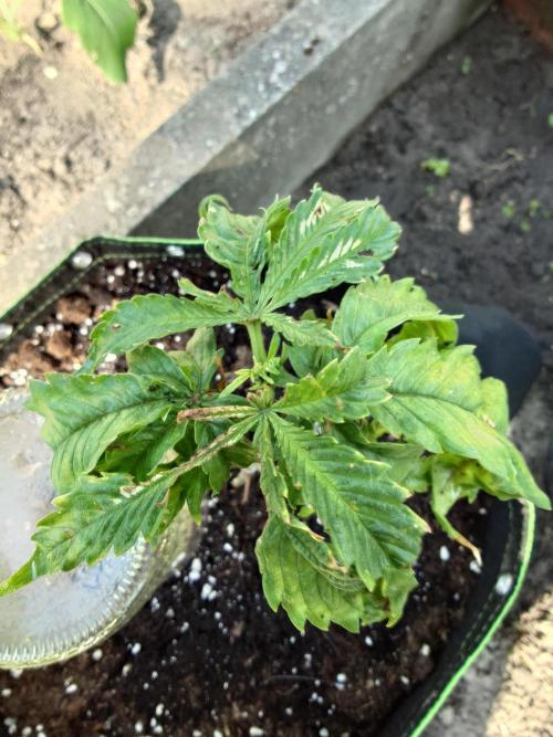 Granny´s Outdoor #1 - FB + Applestrudel. Week 12