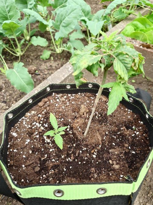 Granny´s Outdoor #1 - FB + Applestrudel. Week 12