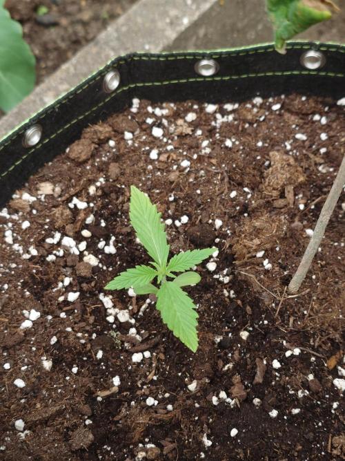 Granny´s Outdoor #1 - FB + Applestrudel. Week 12