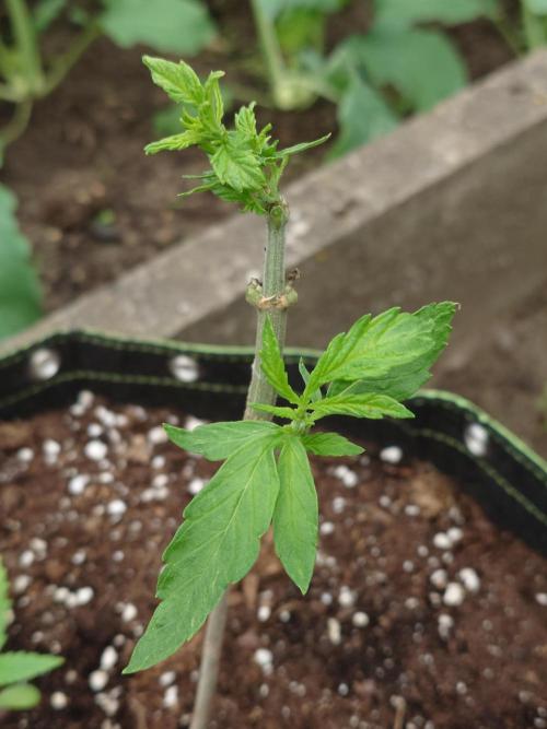 Granny´s Outdoor #1 - FB + Applestrudel. Week 12