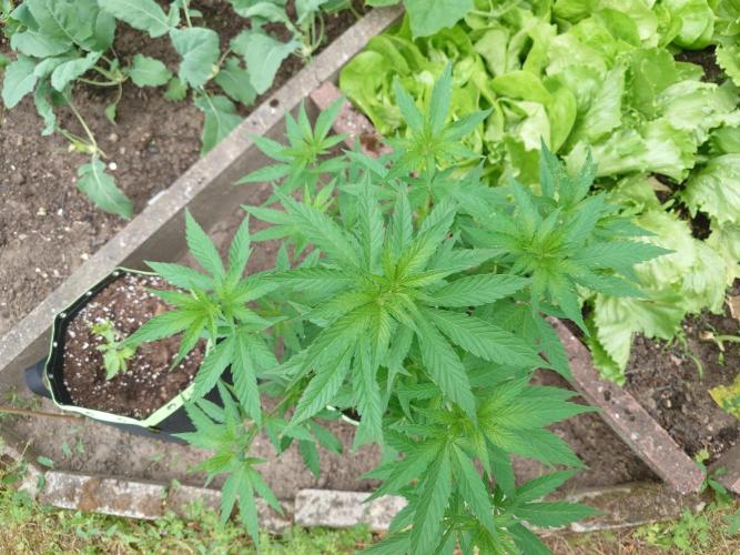 Granny´s Outdoor #2 - Somango. Week 12