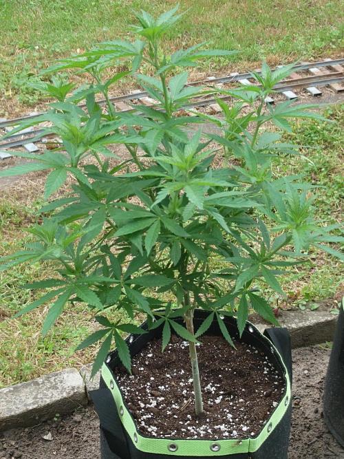 Granny´s Outdoor #2 - Somango. Week 12