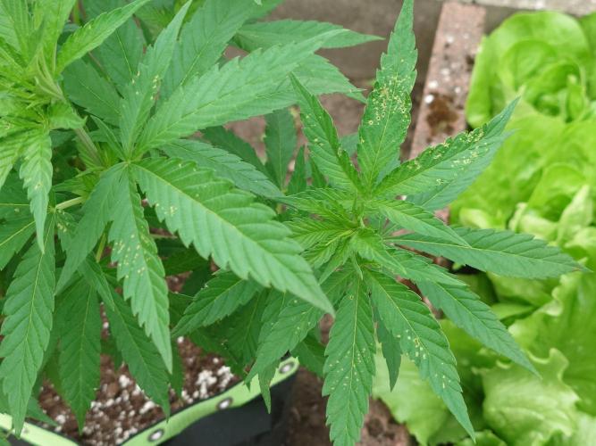 Granny´s Outdoor #2 - Somango. Week 12