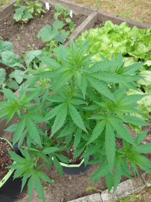 Granny´s Outdoor #2 - Somango. Week 12