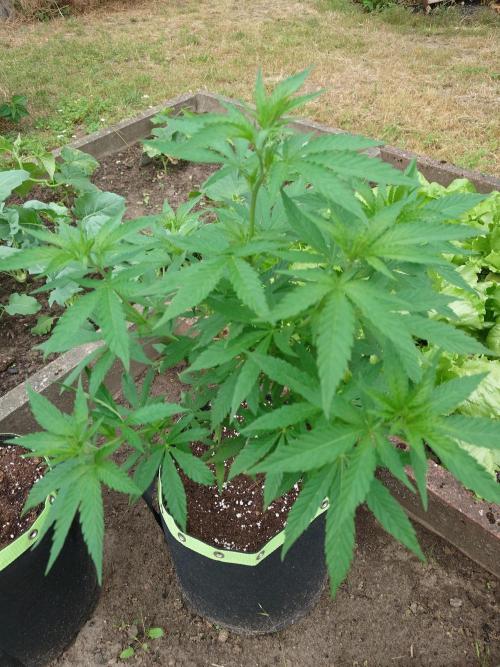 Granny´s Outdoor #2 - Somango. Week 12