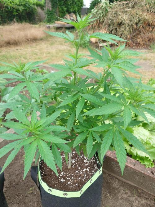 Granny´s Outdoor #2 - Somango. Week 12