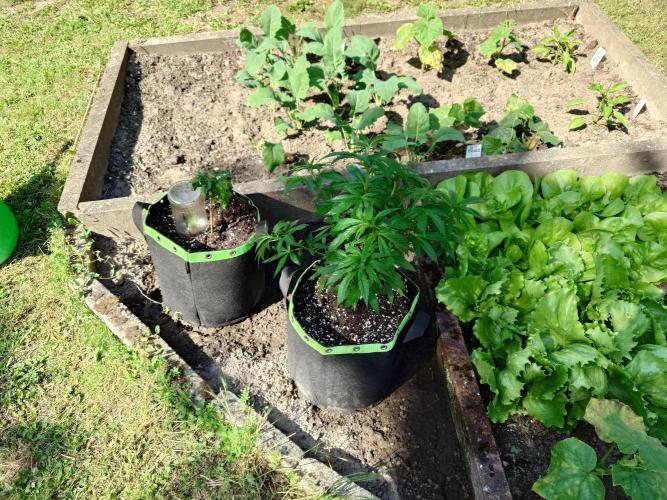 Granny´s Outdoor #2 - Somango. Week 12