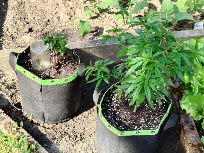 Granny´s Outdoor #2 - Somango. Week 12