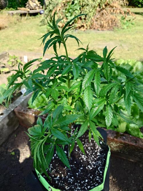 Granny´s Outdoor #2 - Somango. Week 12
