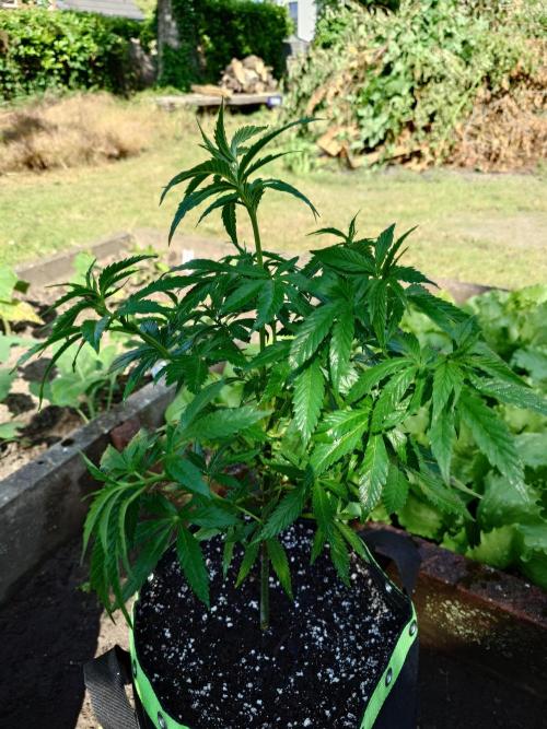 Granny´s Outdoor #2 - Somango. Week 12