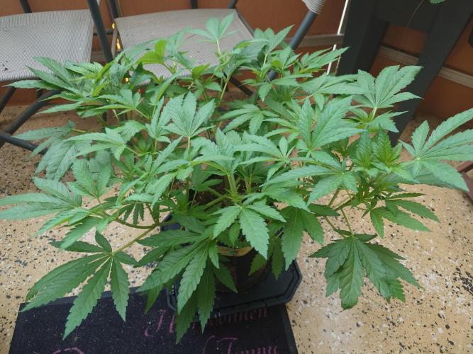 Watermelon - Out and In. Week 8