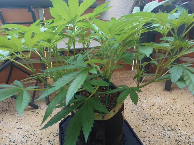 Watermelon - Out and In. Week 8