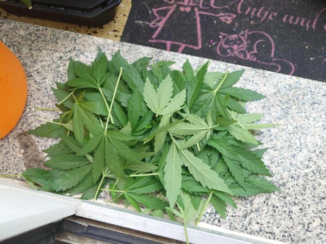Watermelon - Out and In. Week 8
