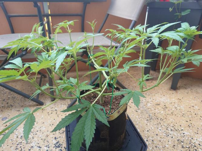 Watermelon - Out and In. Week 8