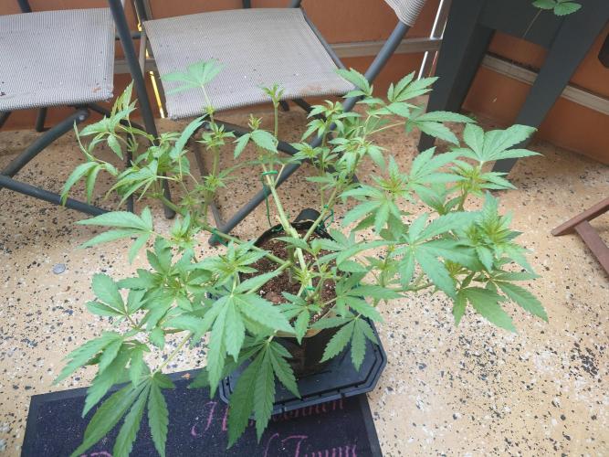 Watermelon - Out and In. Week 8