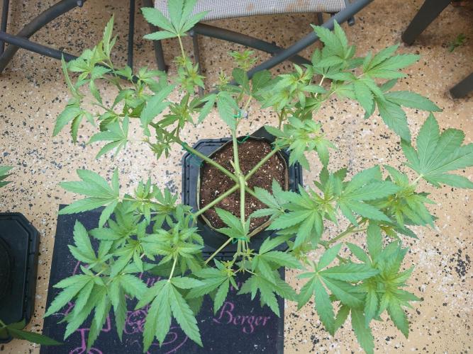 Watermelon - Out and In. Week 8