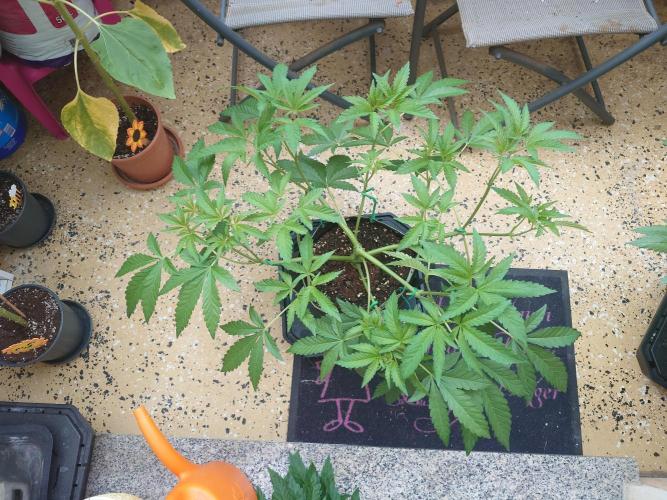 Radical Juice - Out and In. Week 8