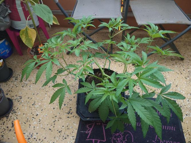 Radical Juice - Out and In. Week 8