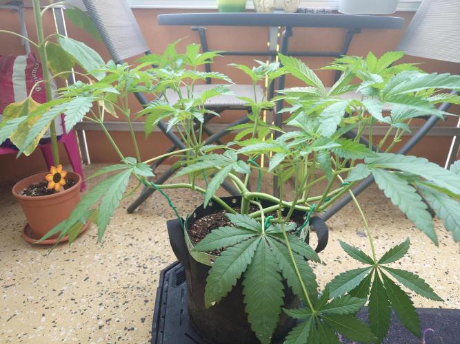 Radical Juice - Out and In. Week 8