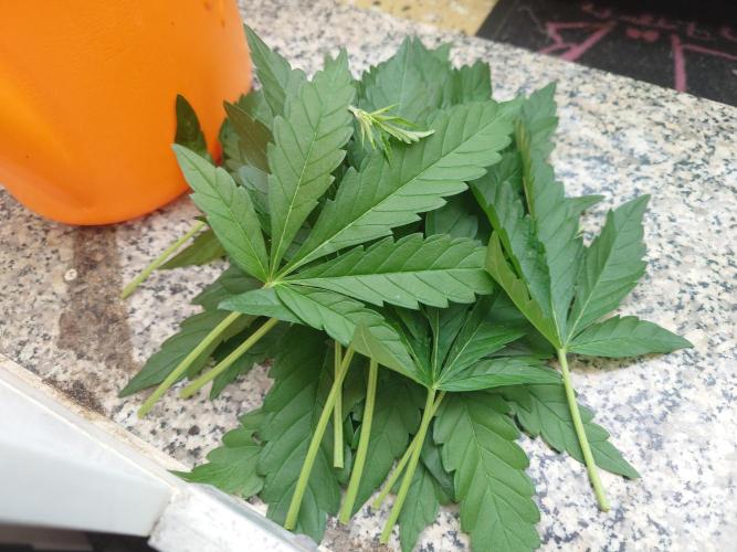 Radical Juice - Out and In. Week 8